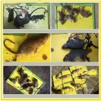 Plan Life Mouse & Rat Bond Trap (Green Killer – China) – Strong Sticky Glue Trap for Effective Rodent Control - Image 4