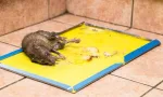 Plan Life Mouse & Rat Bond Trap (Green Killer – China) – Strong Sticky Glue Trap for Effective Rodent Control - Image 3